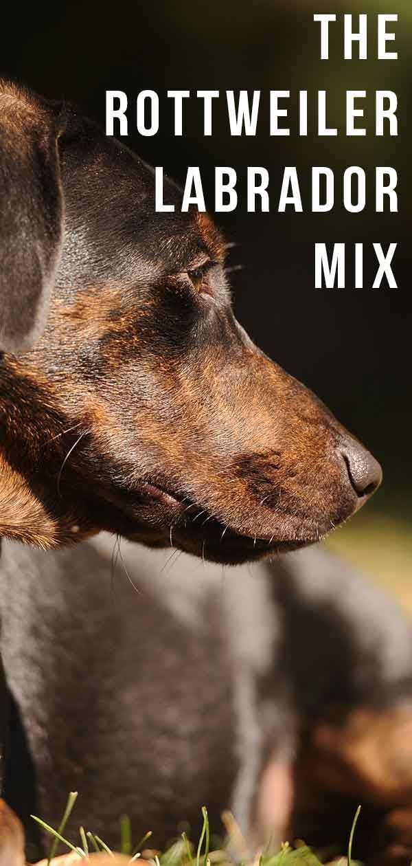 Rottweiler Lab Mix - Familiar o protector lleial?