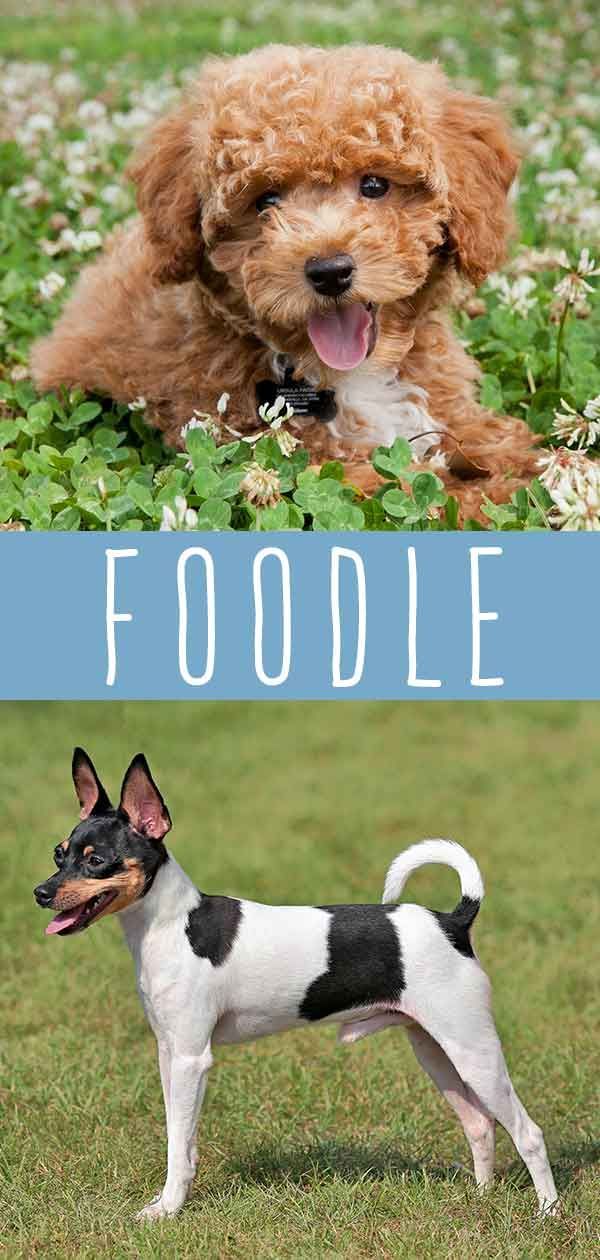 Информационен център за кучета от смесени кучета Foodle - Фокс териер пудел кръст
