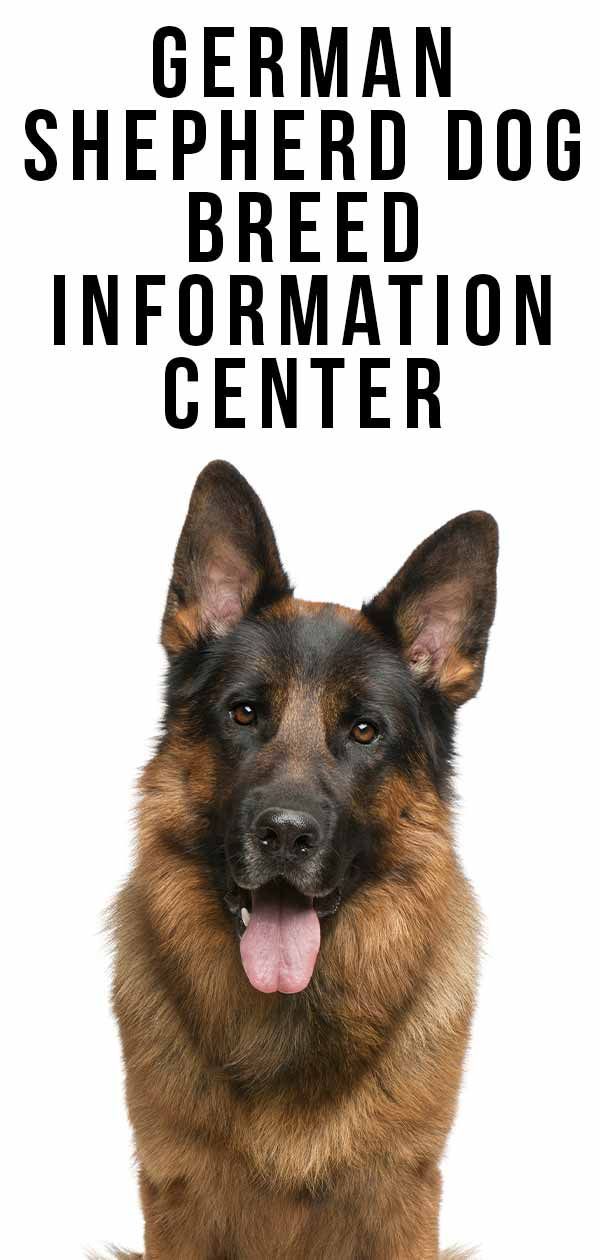 Centre d'information sur les races de chiens de berger allemand
