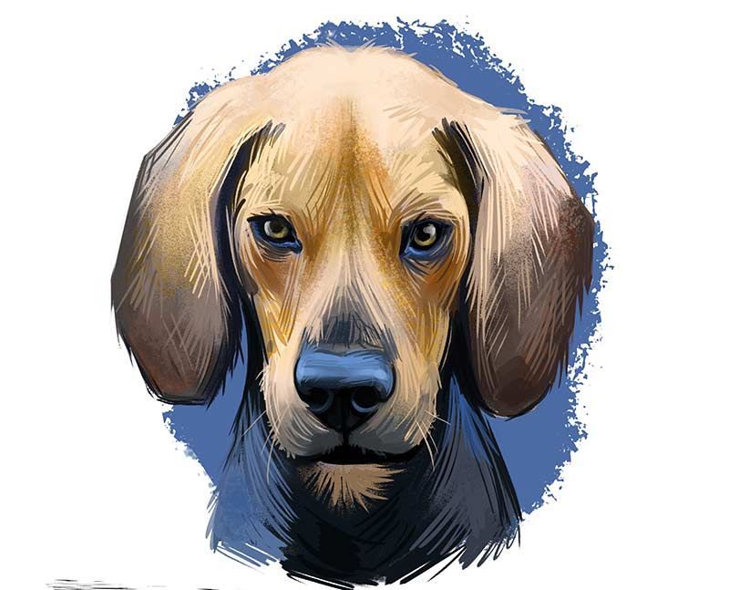 Ierse hondenrassen - kerry beagle