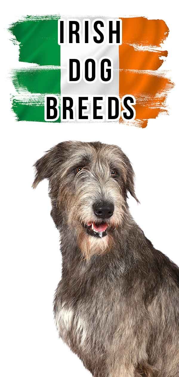 Airijos šunų veislės