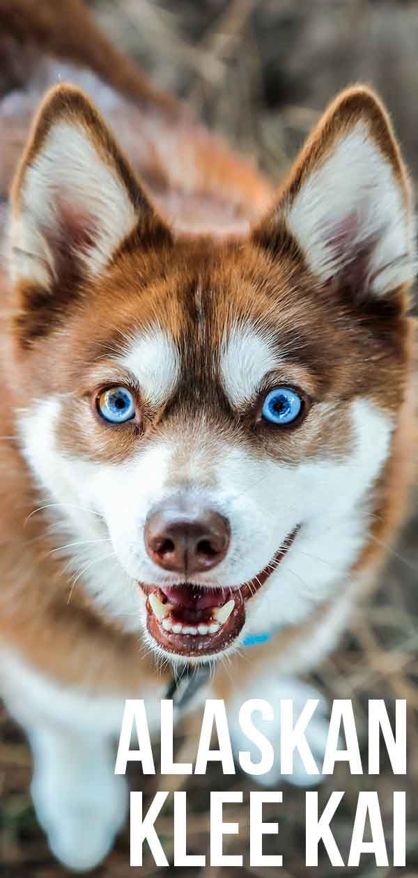 Аљаски Клее Каи: Пас шпиц са изгледом хаскија