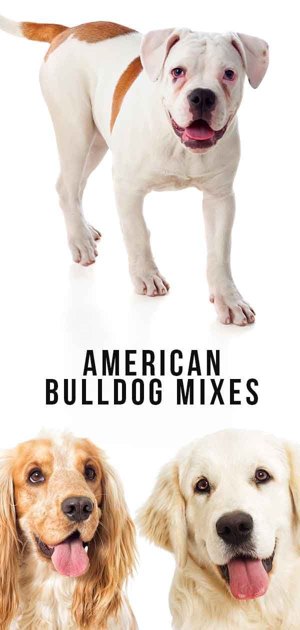 Mieszanki American Bulldog - Który z nich jest dla Ciebie odpowiedni?