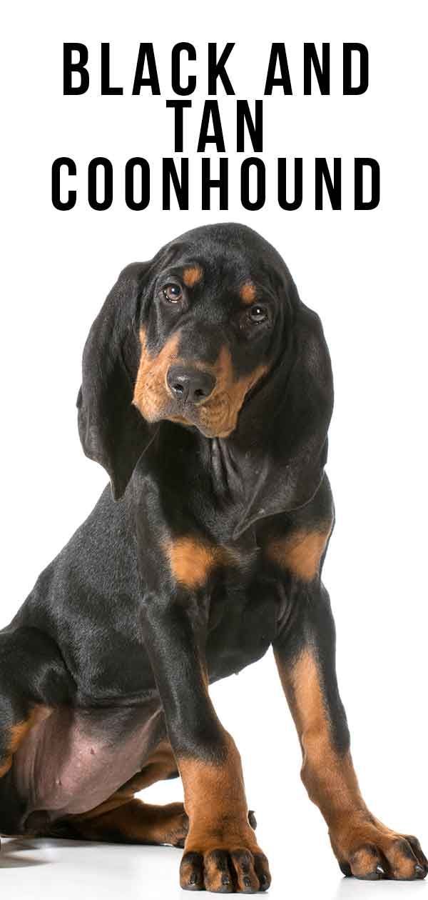Black and Tan Coonhound: The Truth Behind the Colors