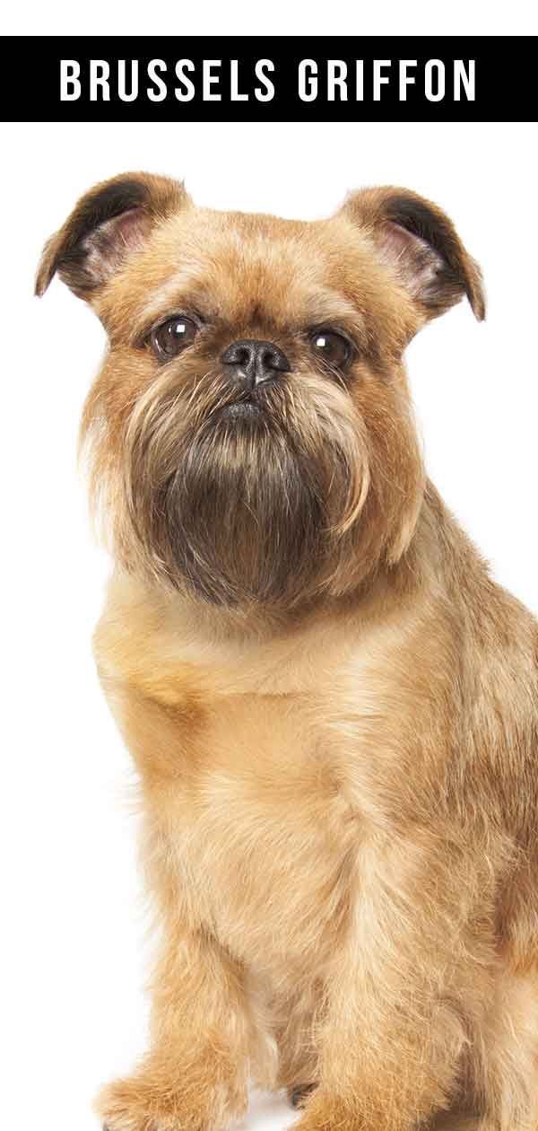 Bruxelas Griffon - o cachorro do tamanho de um brinquedo com uma atitude de tamanho real