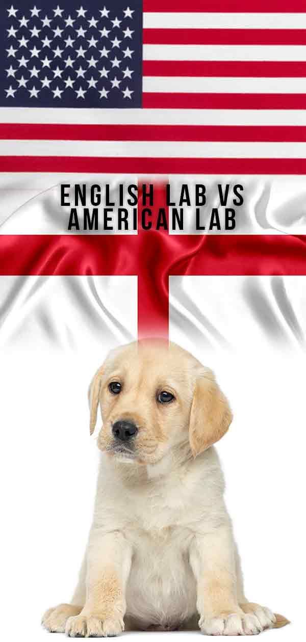 „English vs American Lab“: kuris jums tinka?