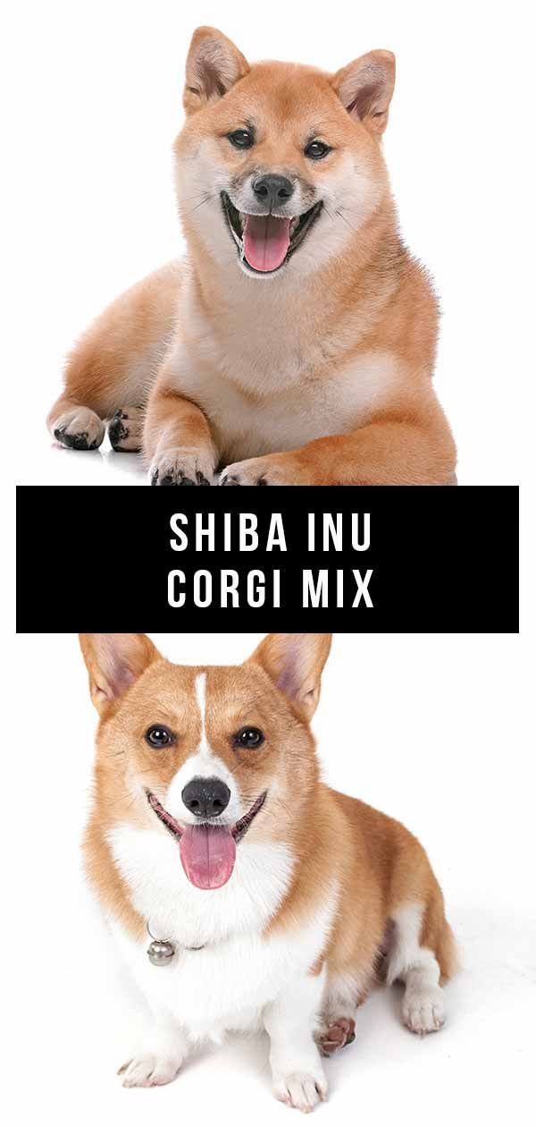 Shiba Inu Corgi Mix - Is dit kruis het perfecte familiehuisdier?