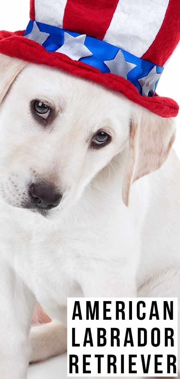 American Labrador Retriever - czy ta rasa jest dla Ciebie odpowiednia?
