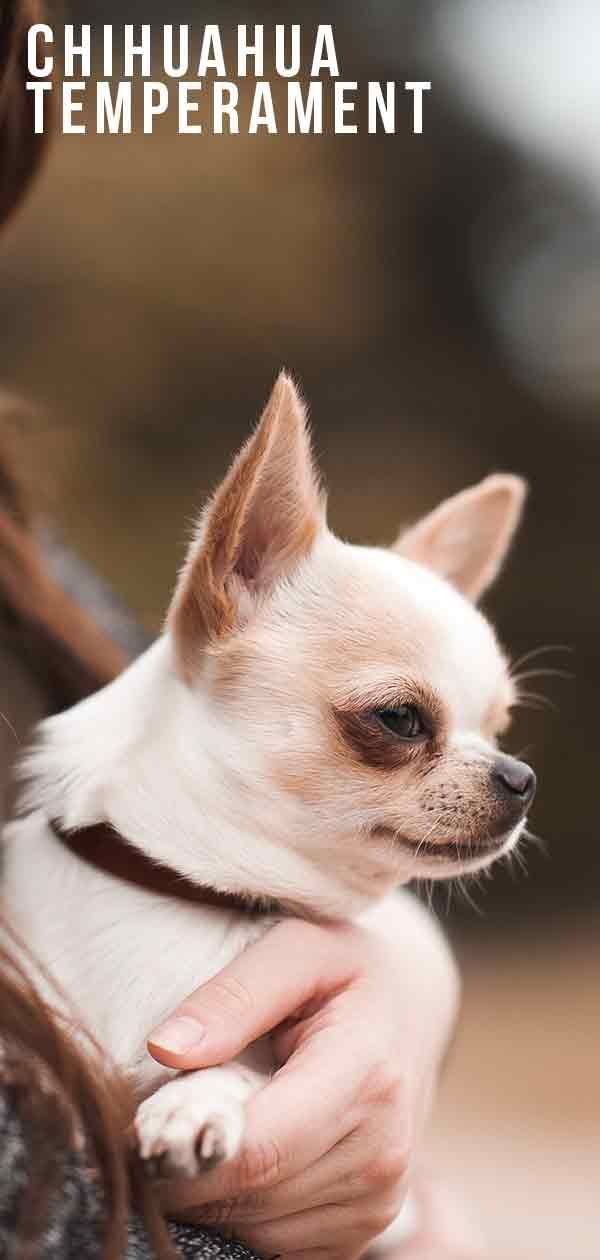 Chihuahua temperament: majhen pes z veliko osebnostjo