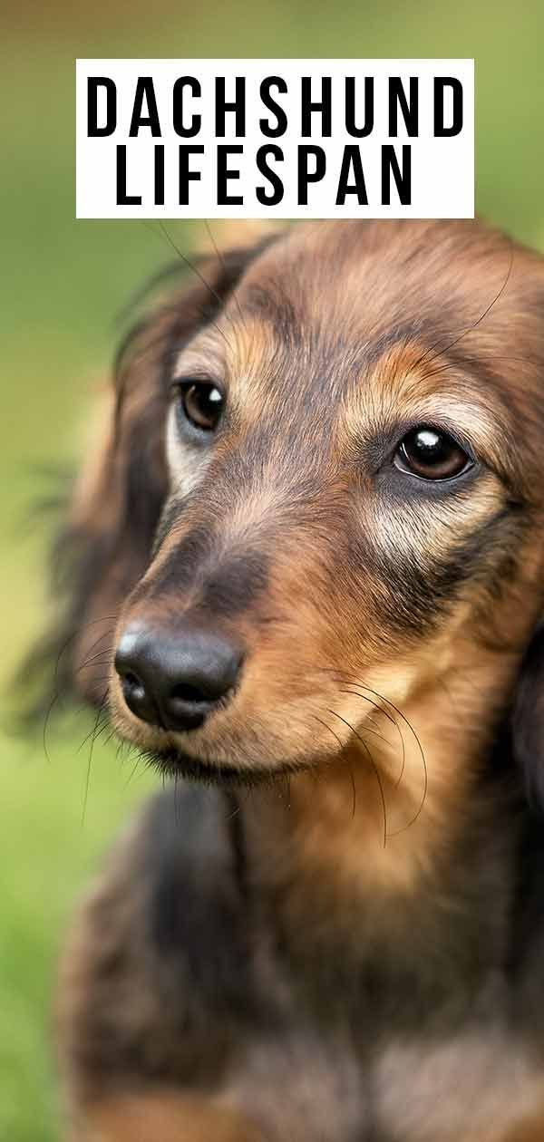 Vida útil do Dachshund: Quanto tempo seu cachorro poderia viver?