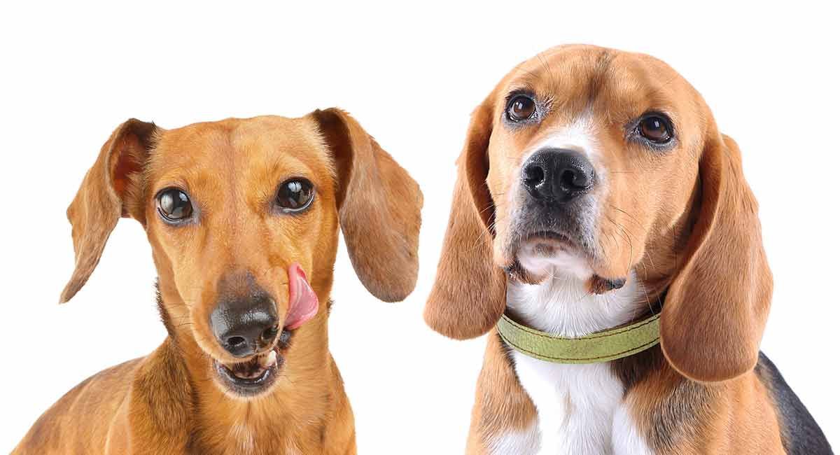 mixes dachshund - mix beagle dachshund