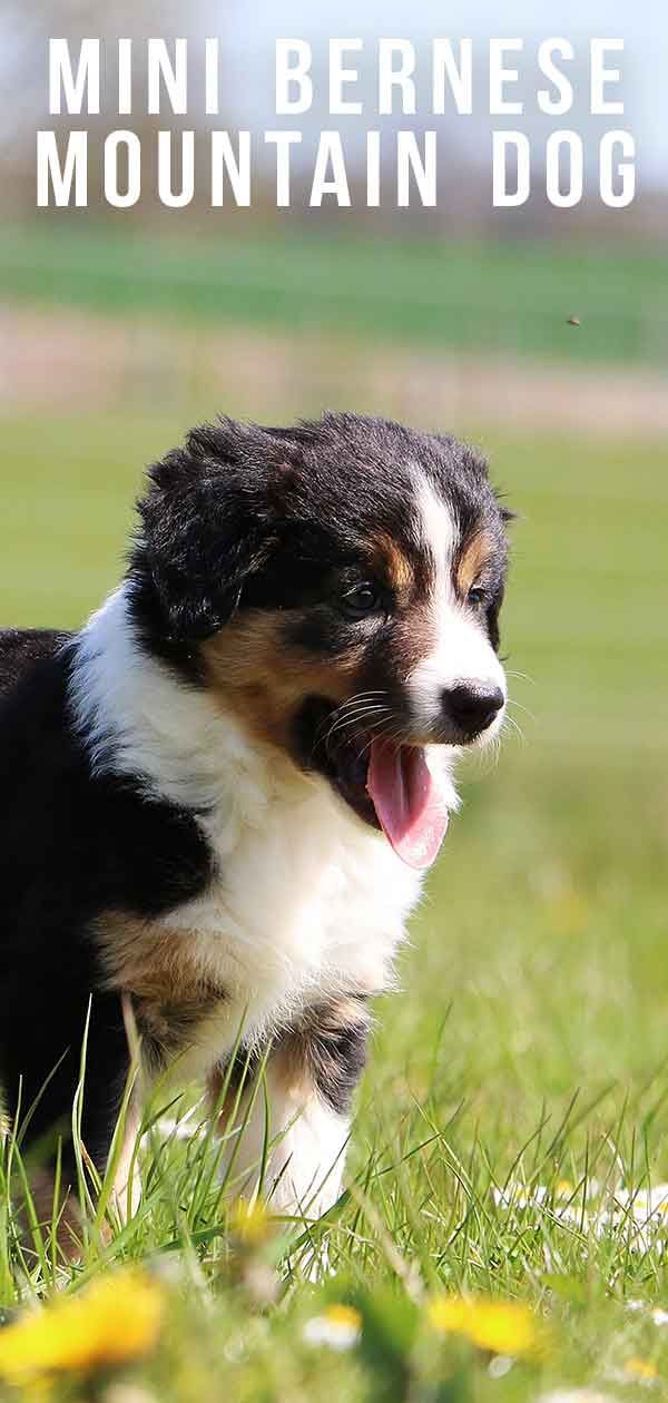 Mini gos de muntanya bernès: una versió reduïda del gegant suau