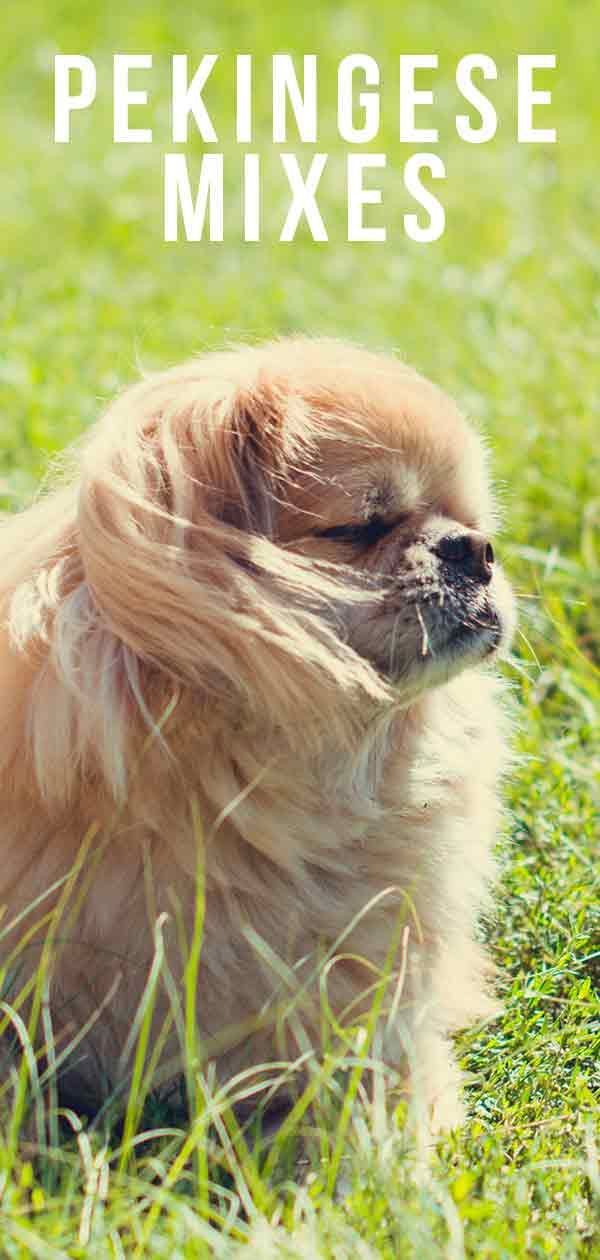Pekingese मिक्स ब्रीड कुत्तों - कौन सा आपका पसंदीदा है?