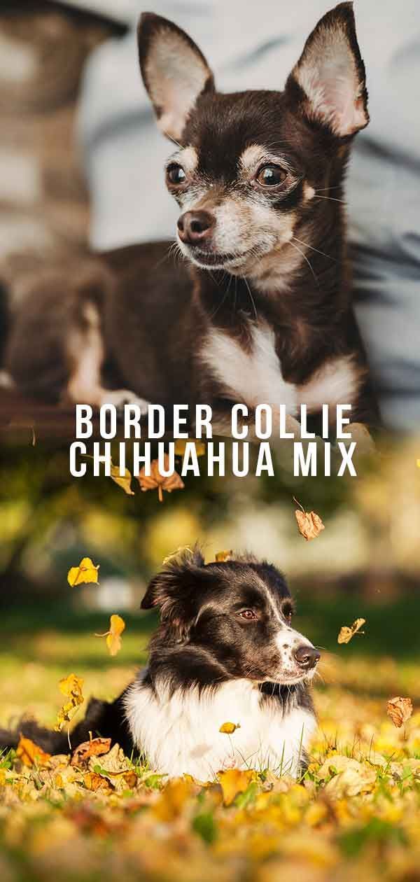 Border Collie Chihuahua Mix - Este híbrido incomum é ideal para você?