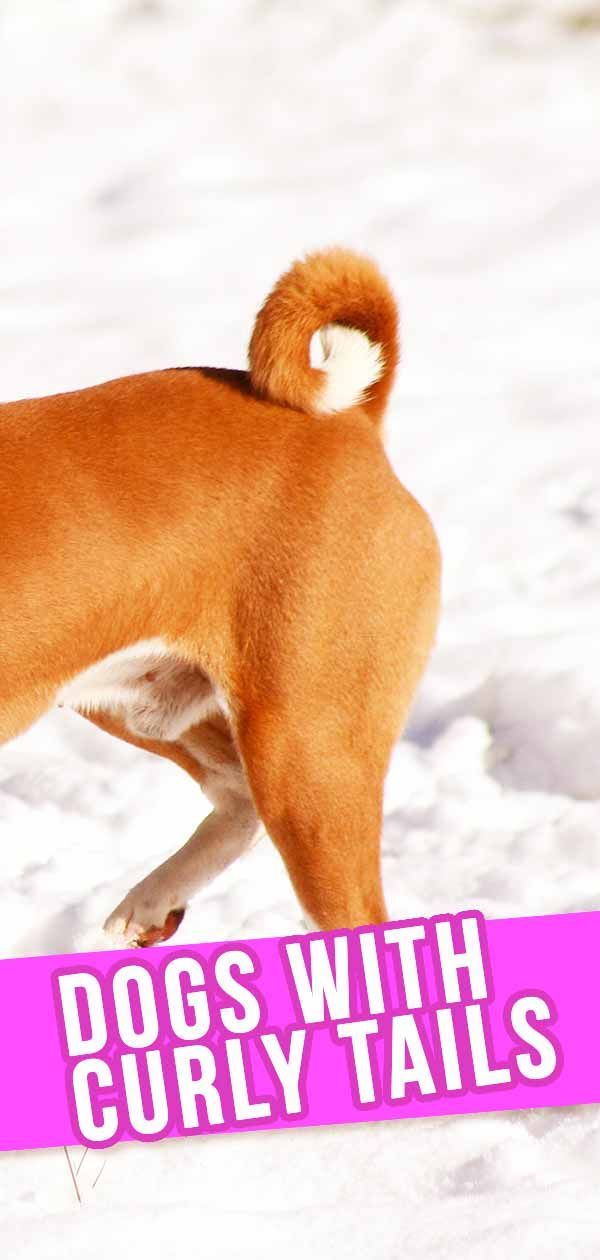 Gossos amb cues arrissades: descobreix les races de gossos amb un gir a la cua.