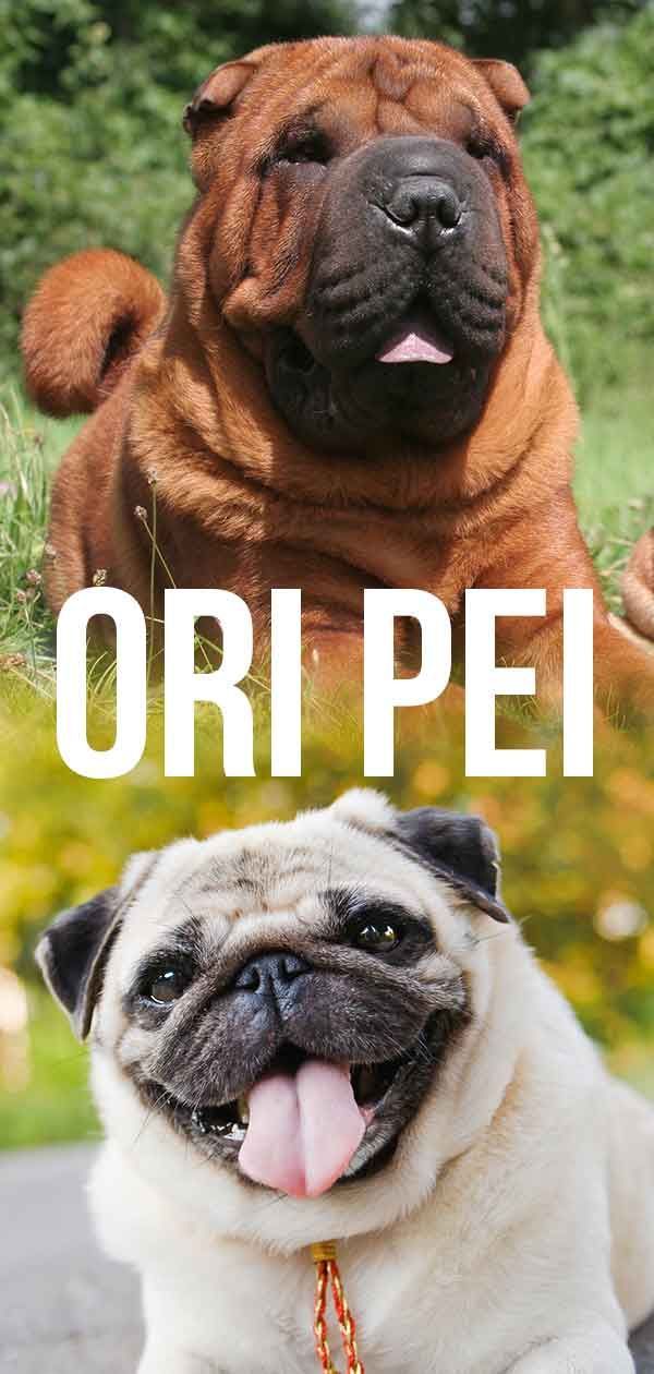 „Ori Pei“ - pilnas mopsų „Shar Pei Mix“ vadovas