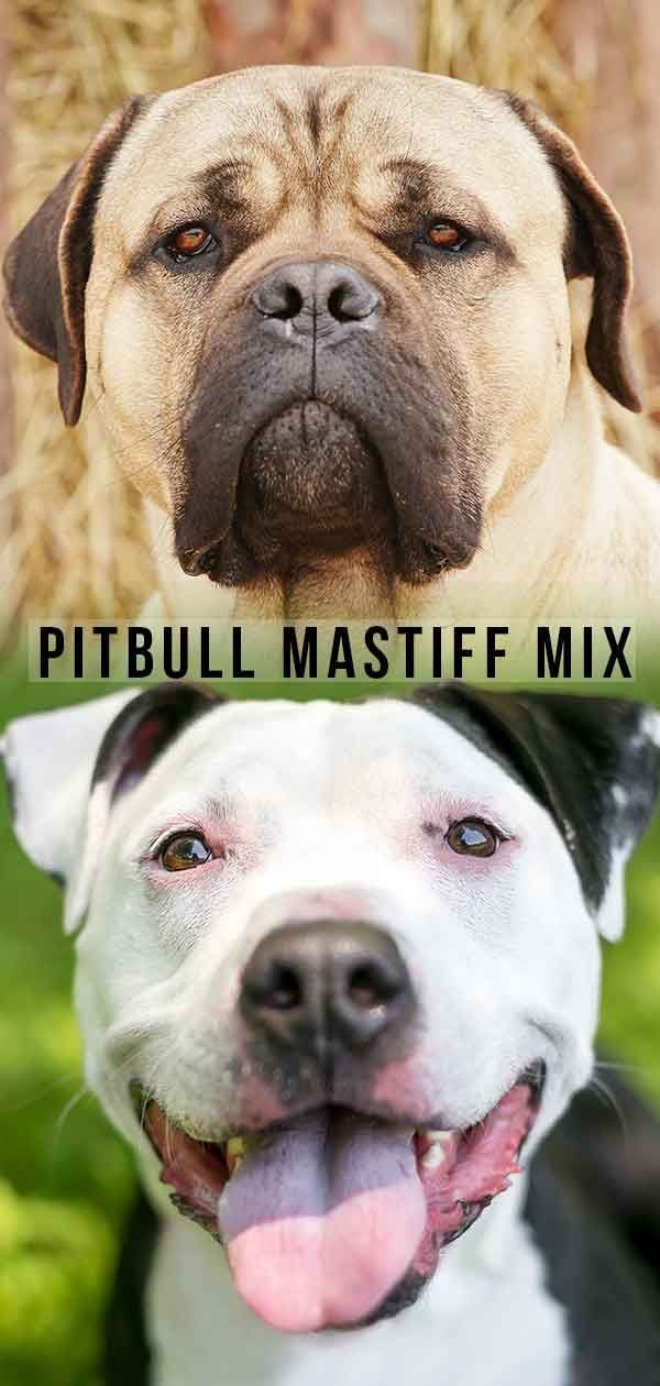 Pitbull Mastiff Mix - Esta poderosa mistura é dois cães resistentes em um!