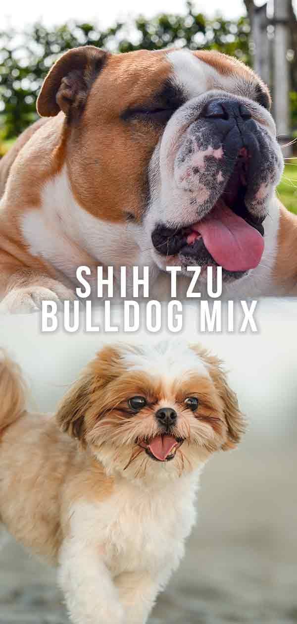 Shih Tzu Bulldog Mix: fins a quin punt coneixeu aquesta barreja?