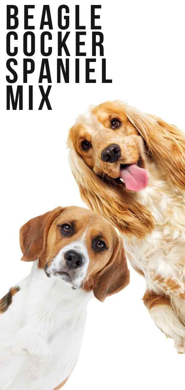 Beagle Cocker Spaniel Mix: Cet hybride conviendrait-il à votre famille?