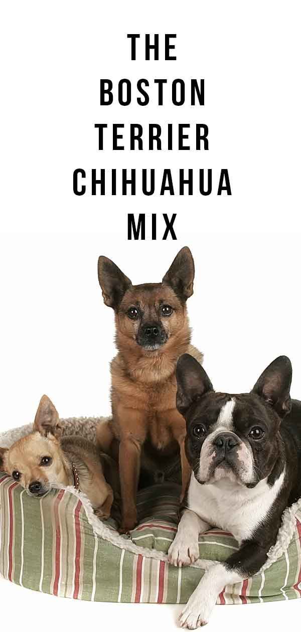 Mešanica bostonskih terierjev Chihuahua - odličen hišni ljubljenček ali potencialni problematični ljubljenček?
