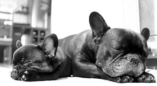 French Bulldog Breed Information Centre - O guia completo do Frenchie
