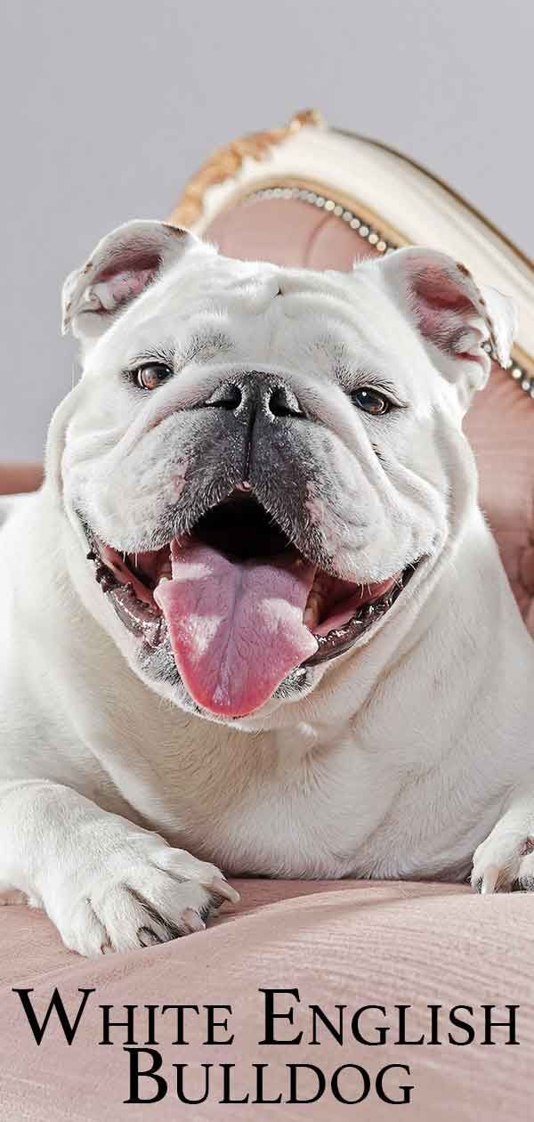 Bulldog anglais blanc: est-il un chiot heureux et en bonne santé?