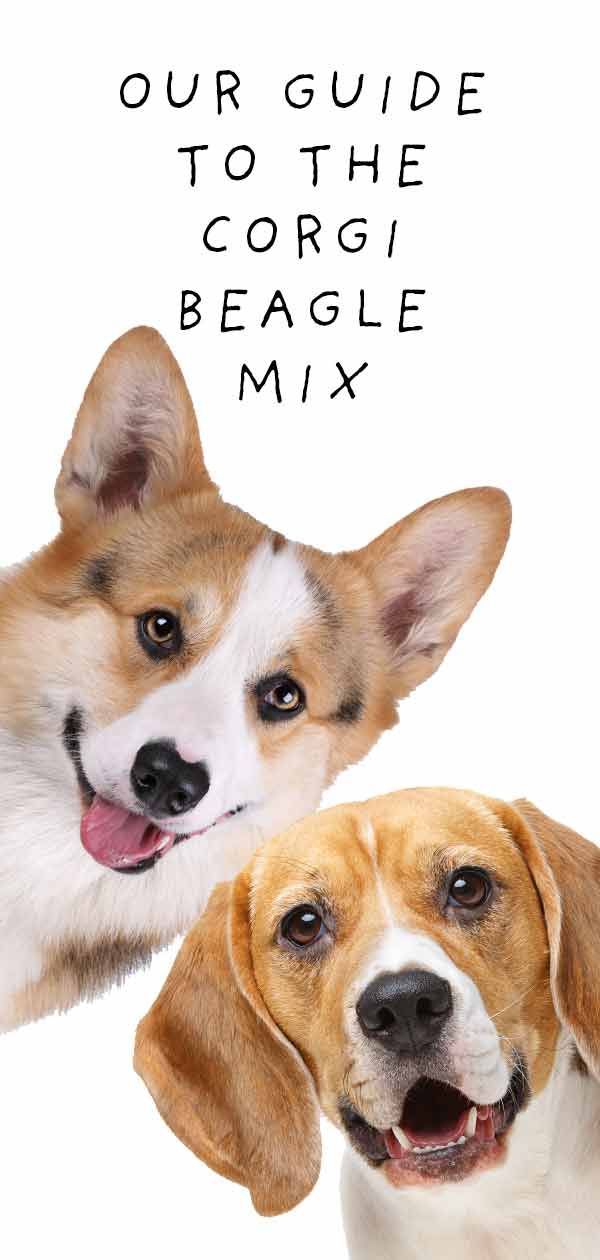 mix corgi beagle