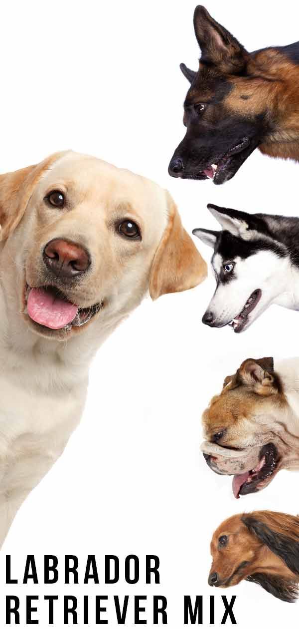 Labrador Retriever Mix: quin és el vostre cas?