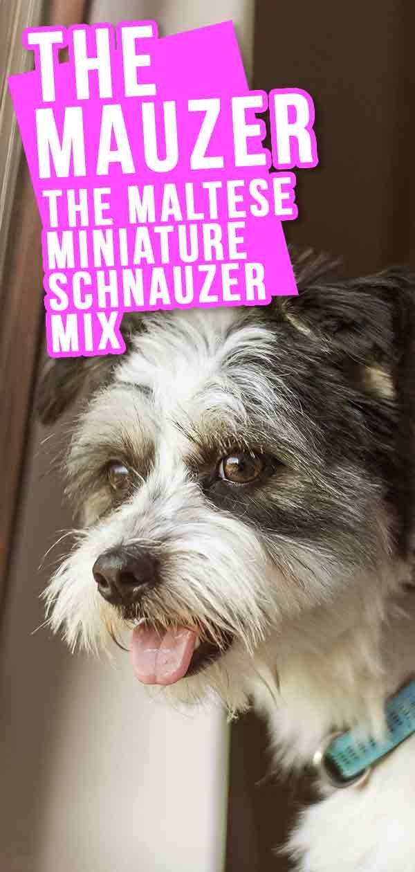 Mauzer मिक्स ब्रीड जानकारी - माल्टीज़ लघु Schnauzer गाइड