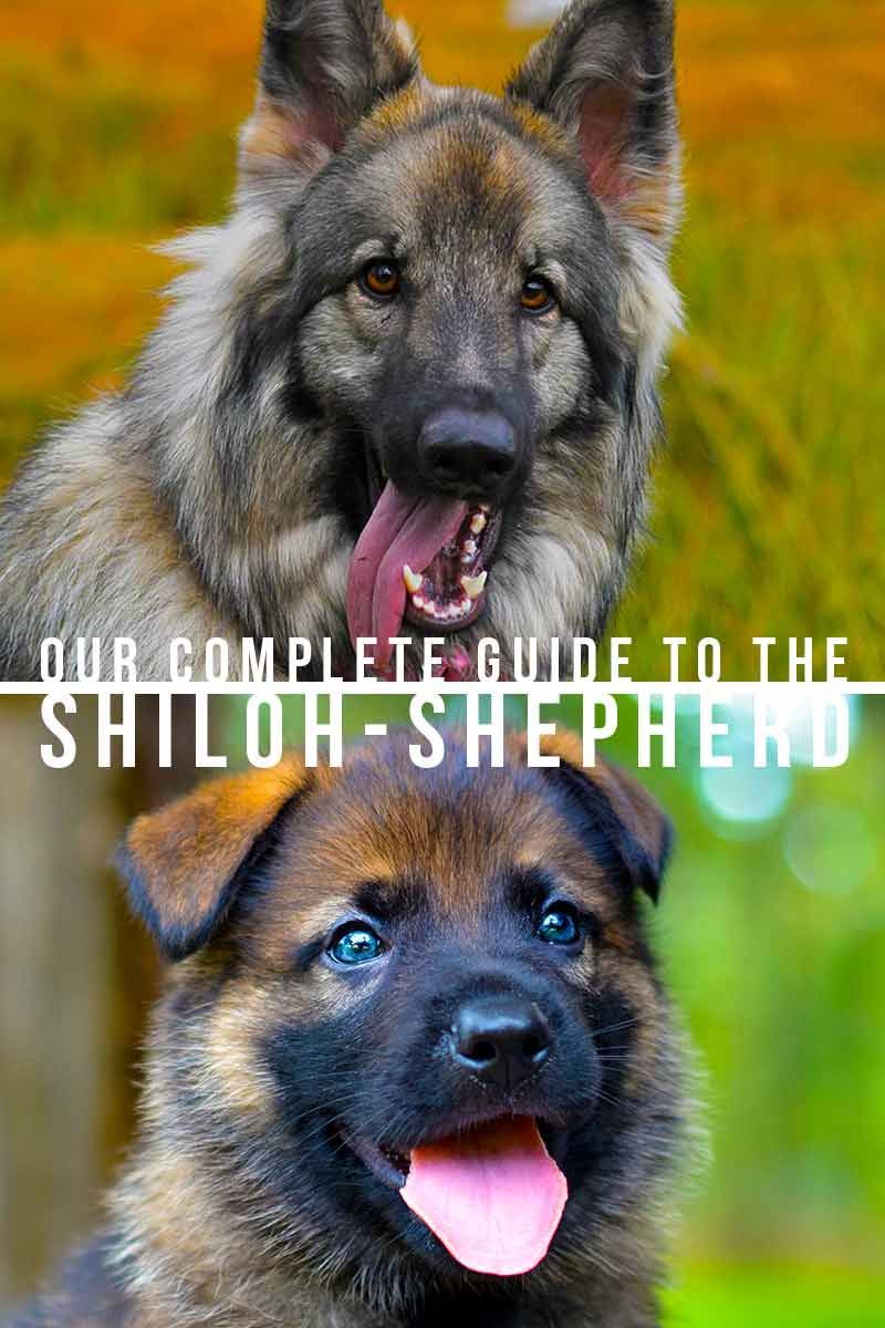 רועה שילה - איך כלב סופר גדול זה מודד?