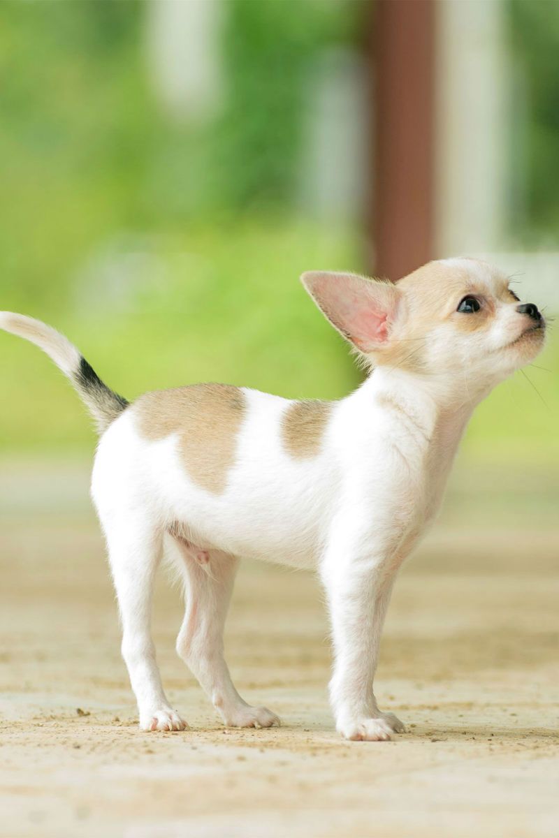 ٹیچپ چیہواہوا - دنیا کے سب سے چھوٹے کتے کے ساتھ رہنے کا پیشہ اور خیال