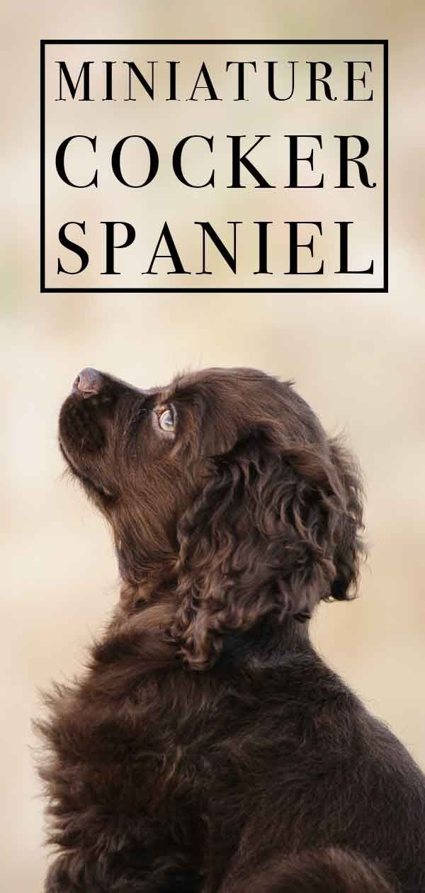 Miniature Cocker Spaniel - Är den här hunden rätt för dig?