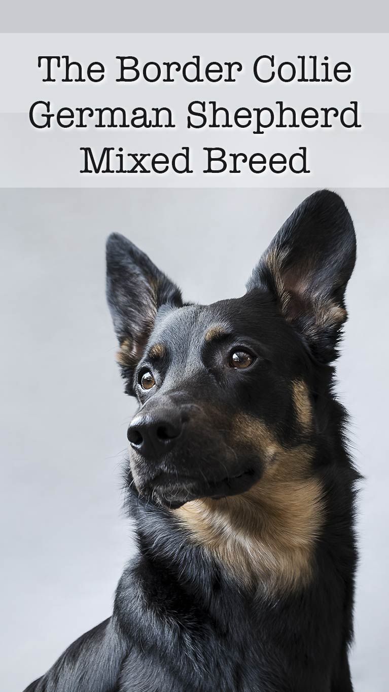 votre guide complet du chien Border Collie German Shepherd Mix!