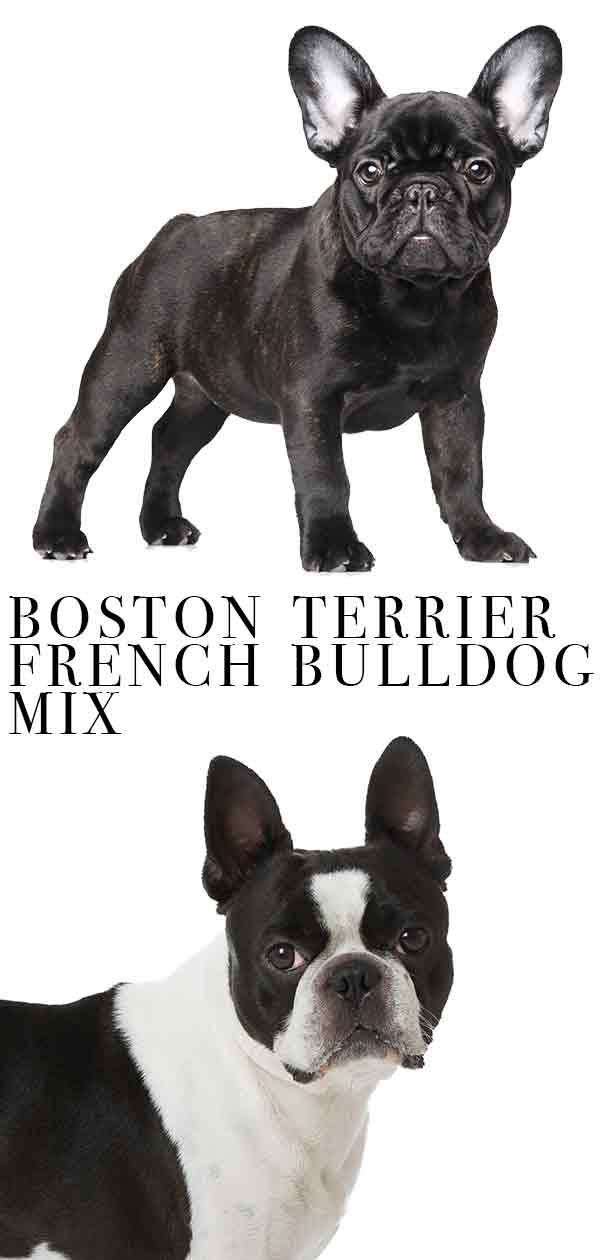 Boston Terrier Fransız Bulldog Mix - The Frenchton