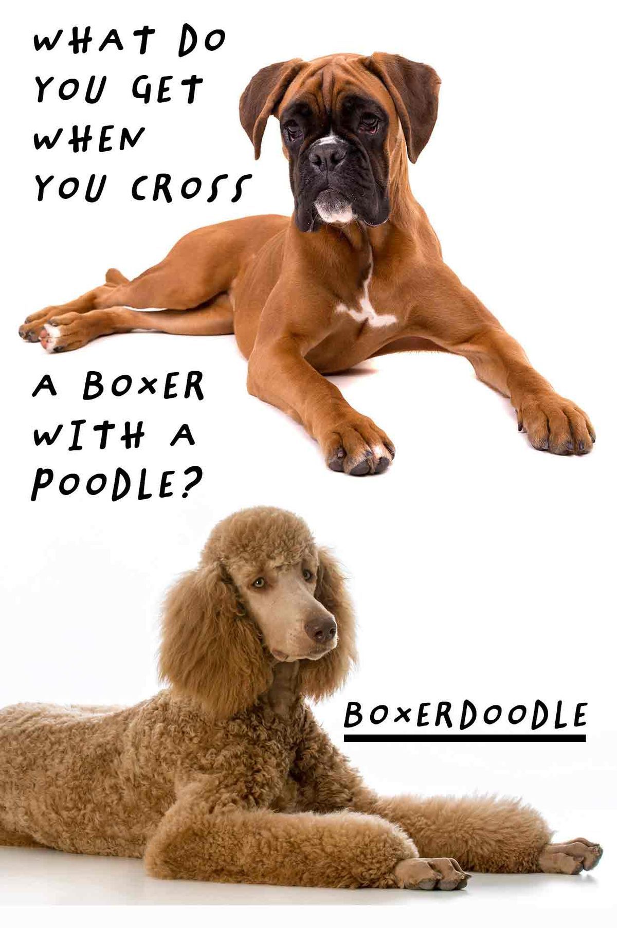 Boxerdoodle le mélange de caniche Boxer - Critiques de races de chiens