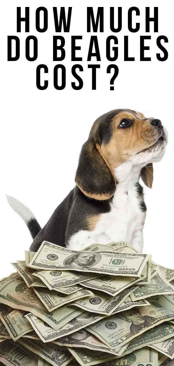 Beagle'ların Maliyeti Ne Kadar - Yavru Köpeklerden Yetişkinliğe