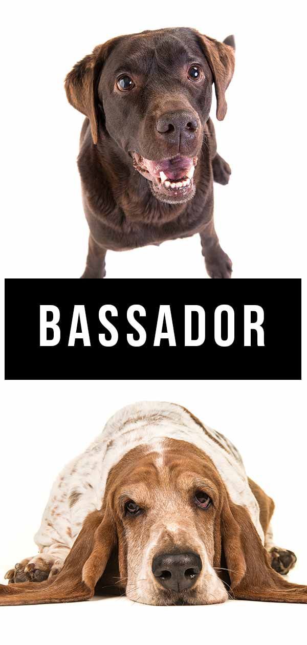 „Bassador“: „Basset Hound Lab Mix“ vadovas