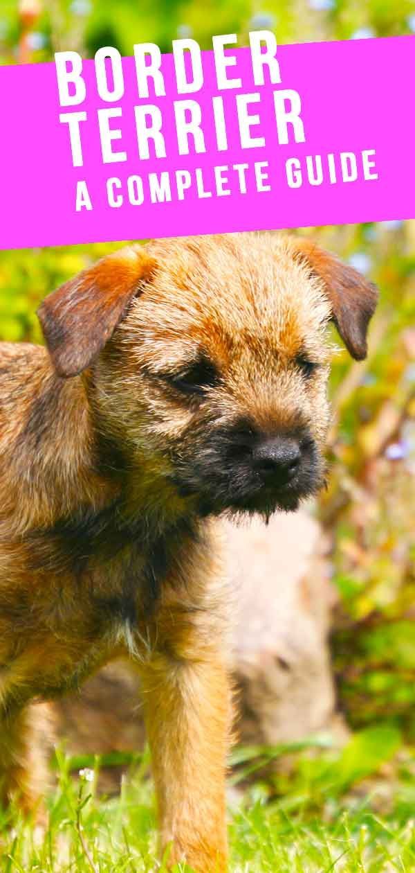 Pusat Informasi Border Terrier Dog Breed - The Border Terrier Guide