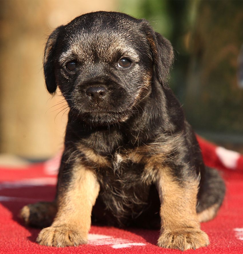 mascota border terrier