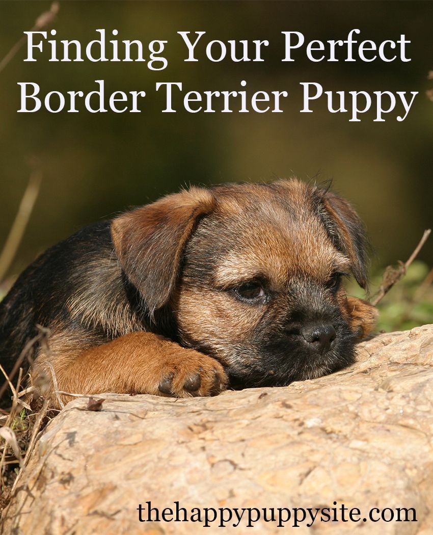 chiots border terrier