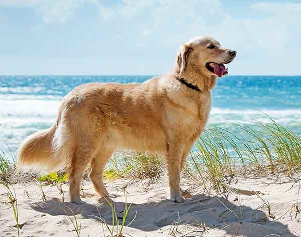 Golden Retriever: ข้อมูลเกี่ยวกับสายพันธุ์สุนัข
