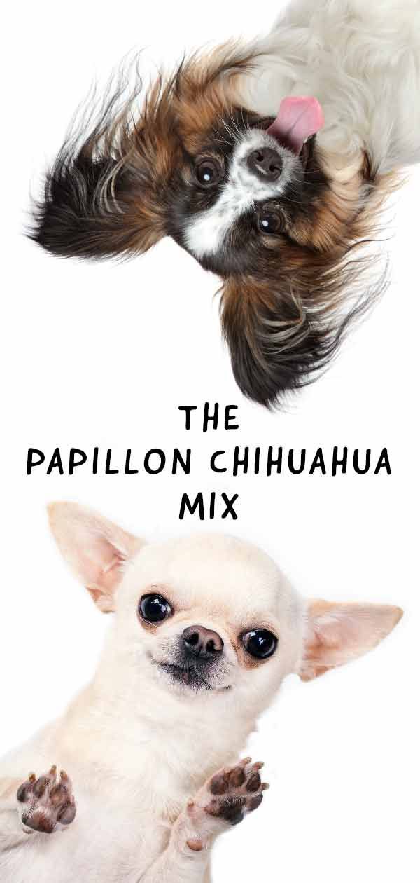 „Papillon Chihuahua Mix“ - mielas mažasis čionas!