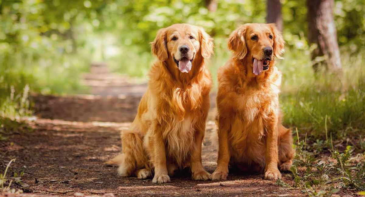 Golden Retriever History: els orígens i el paper d’una raça popular de gossos