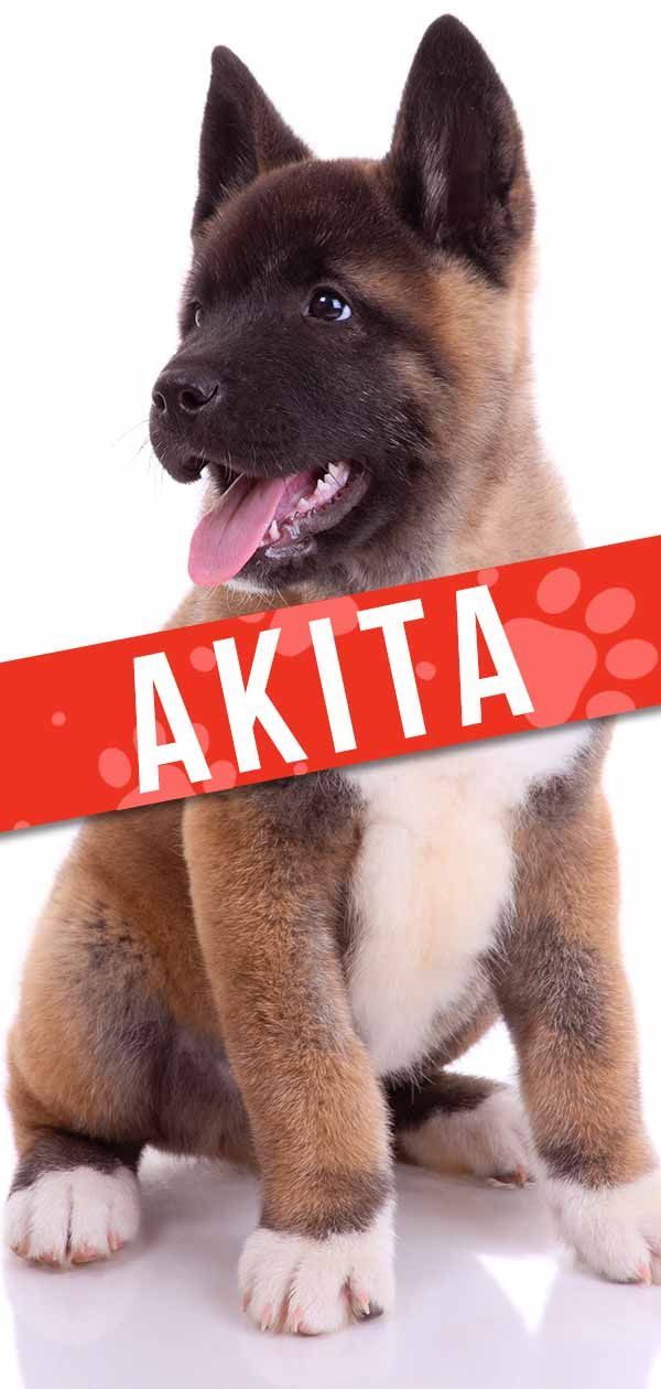 Akita Dog Breed Information Center - En komplet guide til Akita