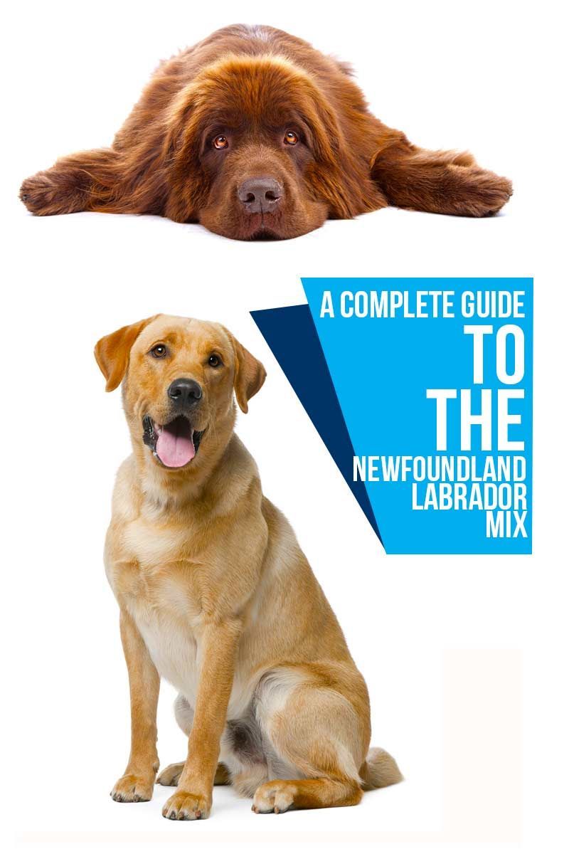 Kompletný sprievodca zmesou labradorských psov Newfoundland - recenzie plemien psov zo stránky The Happy Puppy.