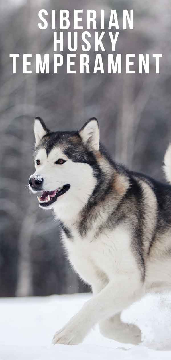 Siberian Husky Temperament - Cette race majestueuse vous convient-elle?