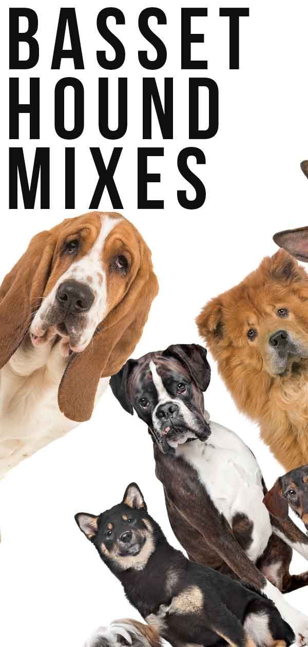 „Basset Hound“ mišiniai: kuris iš šių mielų šuniukų jums tinka?