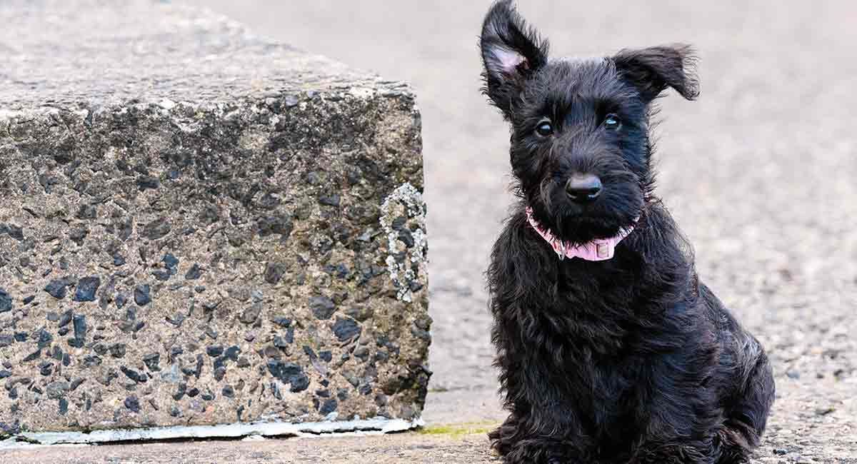 schottische Hunderassen - schottischer Terrier