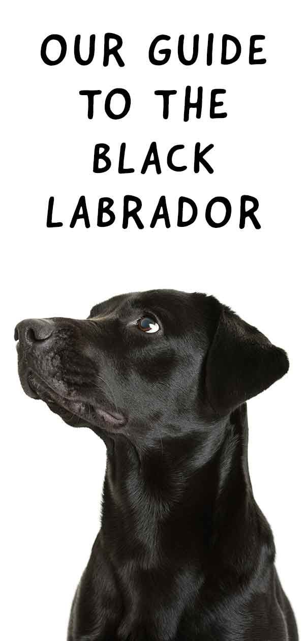 Črni labrador - vse, kar morate vedeti o svojem črnem laboratoriju