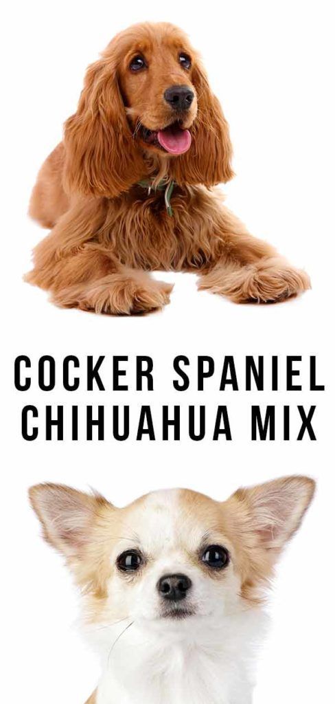 Cocker Spaniel Chihuahua Mix